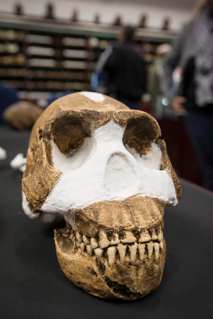 Homo naledi skull. Photo courtesy of Wits University