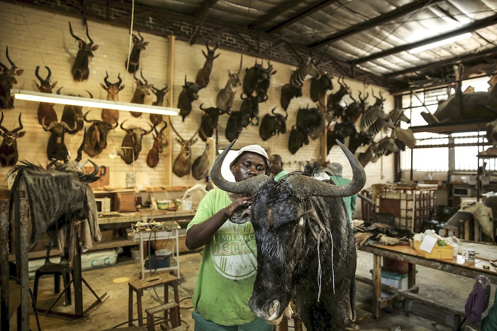 Taxidermist prepares wildebeest