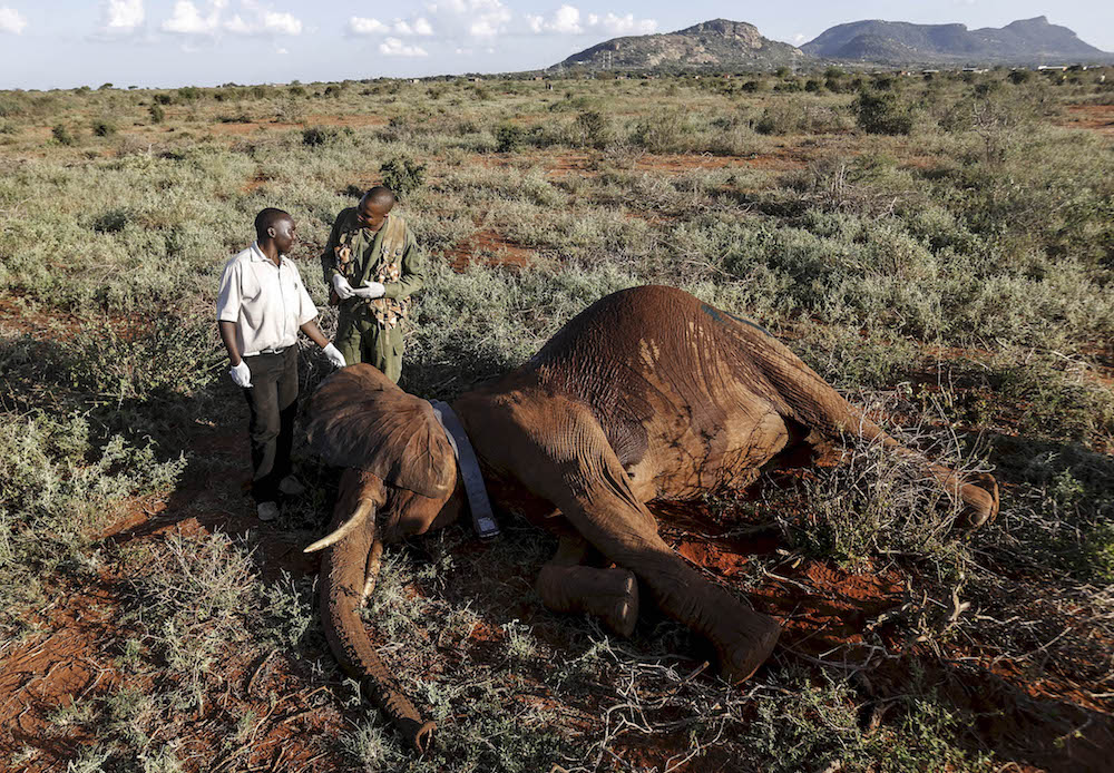 Tagged elephant killed